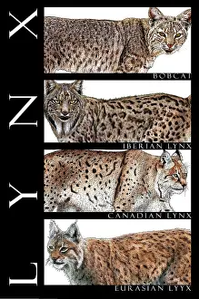 Mammal Illustrations Prints: Lynxes, Poster