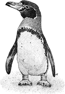 Black And White Wildlife Images Prints: Magellanic Penguin