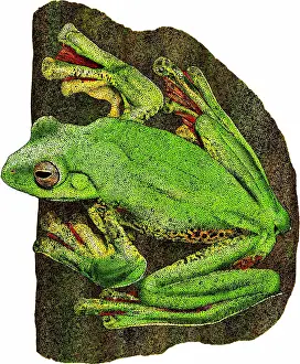 Tropical Amphibians Prints: Malabar Gliding Frog