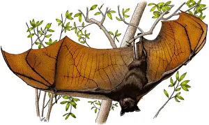 Mammal Illustration Prints: Malayan Flying Fox