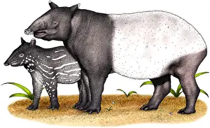 Asian Wildlife Prints: Malayan Tapir