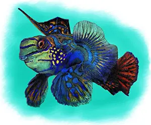 Ocean Wildlife Art Prints: Mandarinfish