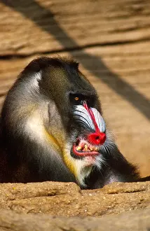 Framed Print : Mandrill Aggressive Display Print Framed Print : Mandrill Aggressive Display Print