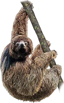 Maned Three-toed Sloth Print