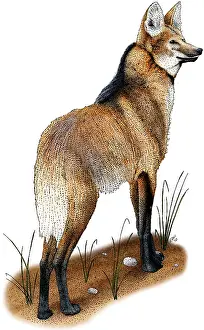 Wildlife Illustrations Prints: Maned Wolf