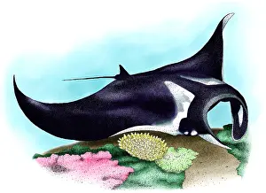 Coral Reef Animals Prints: Manta Ray