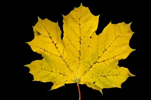 Autumn Colored Leaves Prints: Maple Leaf