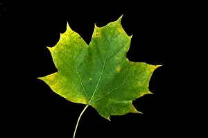 Autumn Colored Leaves Prints: Maple Leaf