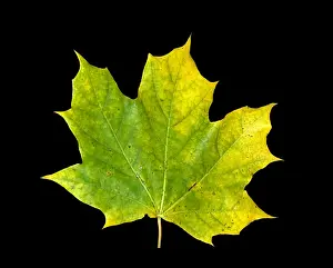 Autumn Leaf Coloration Prints: Maple Leaf