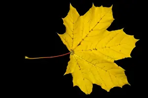 Autumn Colored Leaves Prints: Maple Leaf