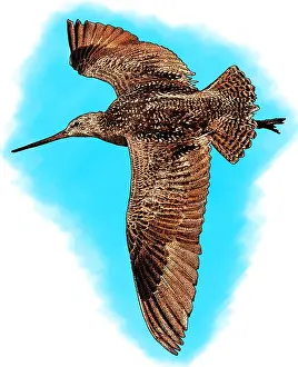 Nature Posters Prints: Marbled godwit