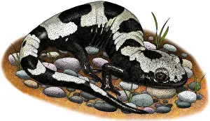 United States Wildlife Images Prints: Marbled Salamander
