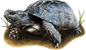 Squamata Species Prints: Marginated tortoise