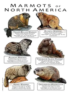 North American Marmot Species Print