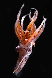 Deep Sea Squid Prints: Mesopelagic Squid