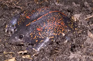 Mexican Burrowing Toad Print