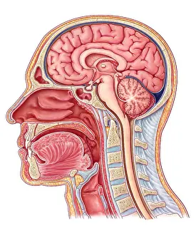 Medical Anatomy Illustration Prints: Midsagittal Section, Illustration