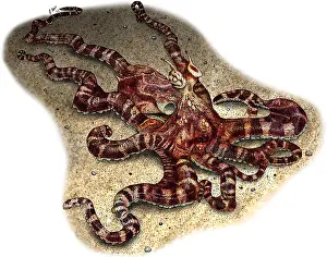 Southeast Asia Fauna Prints: Mimic Octopus