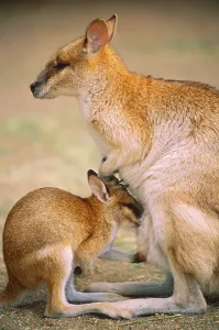 Australian Fauna Images Prints: Agile Wallaby