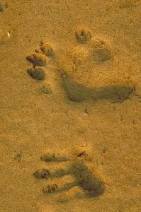 Anubis baboon footprints Print, Amboseli National Park, Kenya