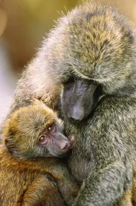 Old World Monkeys Pictures Prints: Anubis baboons