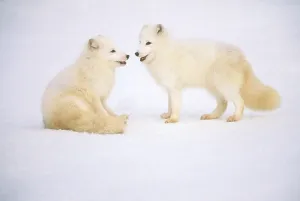 Vulpes Lagopus Prints: Arctic Fox