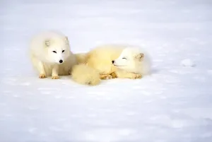 Mammals In Snow Prints: Arctic fox