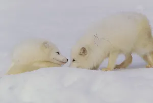 Arctic Wildlife Photos Prints: Arctic Foxes