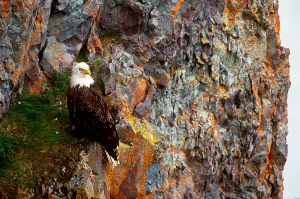 Haliaeetus Leucocephalus Pictures Prints: Bald Eagle