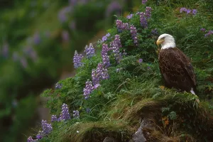 Haliaeetus Leucocephalus Images Prints: Bald Eagle