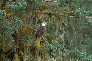 Alaska Wildlife Prints: Bald Eagle