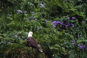 Haliaeetus Leucocephalus Images Prints: Bald Eagle