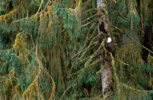Haliaeetus Leucocephalus Images Prints: Bald Eagle