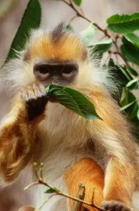 Mammals Of Indonesia Prints: Banded Langur