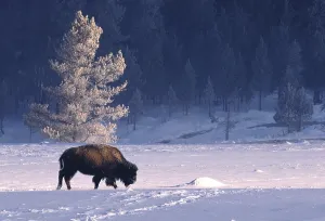 Bison Print, Wyoming, Yellowstone National Park