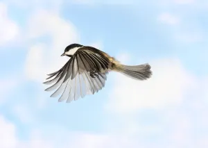 American Wildlife Photos Prints: Black-Capped Chickadee in Flight