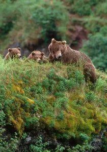 Ursidae Family Animals Prints: Brown Bear