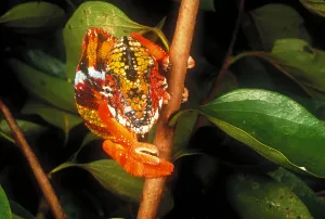 Rainy Day Wildlife Photography Prints: Chameleon