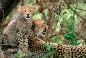 Cheetah Conservation Efforts Prints: Cheetah