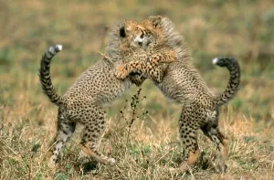 Endangered Mammals Prints: Cheetah