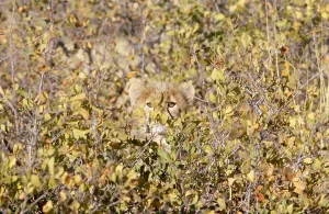 South African Mammals Prints: Cheetah
