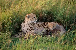Cheetah Mother And Cub Prints: Cheetah