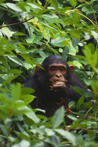 Tanzania National Parks Prints: Chimpanzee