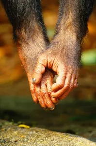 Chimpanzee Hands Print