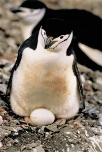Chinstrap Penguin Print with Egg on Nest