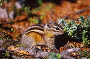 Woodland Animals Prints: Least chipmunk, Alberta, Canada