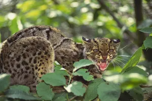 Clouded Leopard Prints: Clouded Leopard