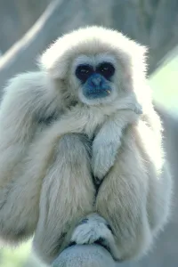 Endangered Primate Species Prints: Common Gibbon