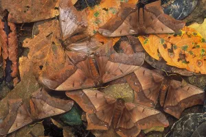 Peruvian Wildlife Prints: Cryptic leaf moths blending