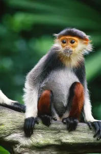 Old World Monkey Prints: Douc langur